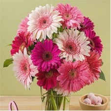 1 Dozen Mixed Gerbera in a Vase